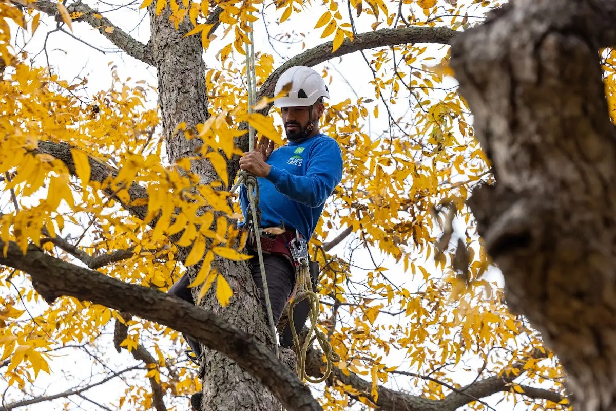 Skilled Storm Damage Cleanup crew working in Hendrum